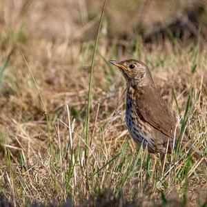 Song Thrush