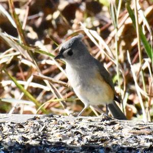 Tufted Titmouse