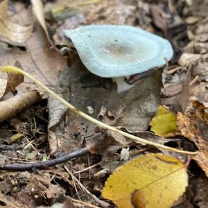 Anise-scented Clitocybe