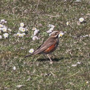 Redwing