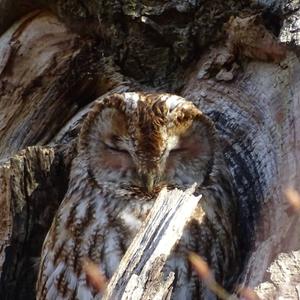 Tawny Owl