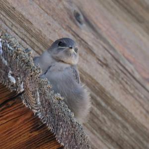 Eurasian Crag-martin