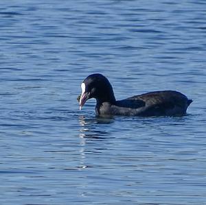 Common Coot