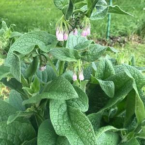 Comfrey (Common)