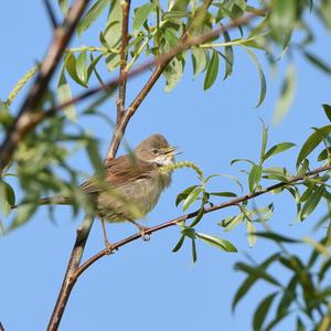 Common Whitethroat