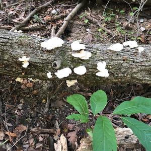 Oyster Mushroom