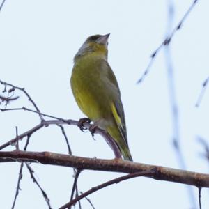 European Greenfinch