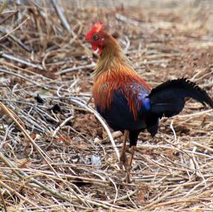 Sri Lanka Junglefowl