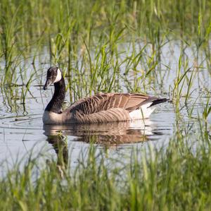 Canada Goose