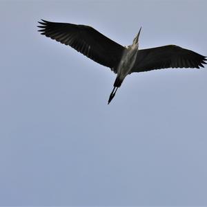 Grey Heron