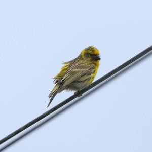 European Serin