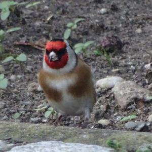 European Goldfinch