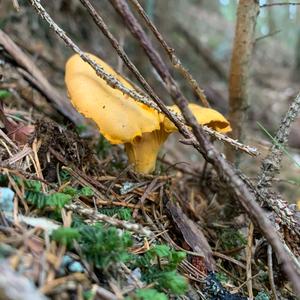 Chanterelle, Common