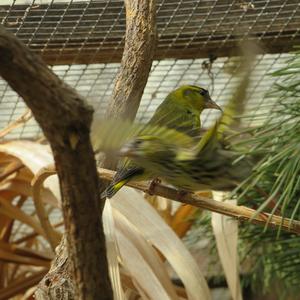 Eurasian Siskin