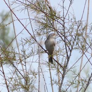 Common Whitethroat