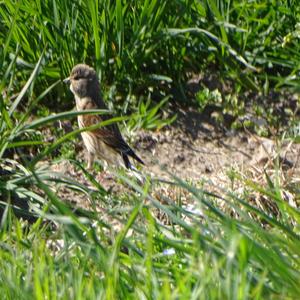 Eurasian Linnet