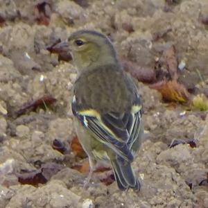 Eurasian Chaffinch