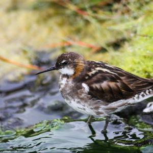 Red-necked Phalarope