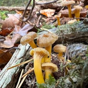 Trumpet Chanterelle