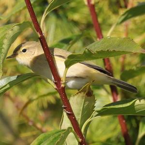 Common Chiffchaff