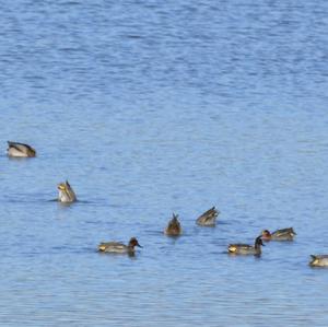 Common Teal