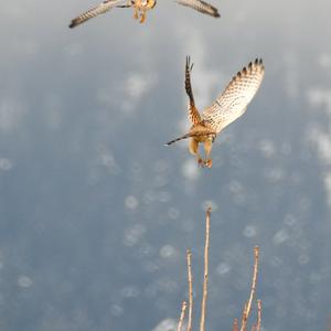 Common Kestrel