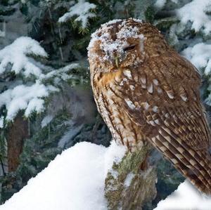 Tawny Owl