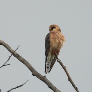 Red-footed Falcon