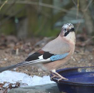 Eurasian Jay