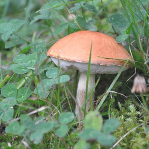 Orange Birch Bolete