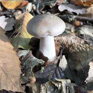 Cloudy Clitocybe