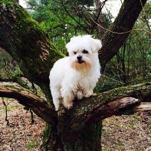 Maltese