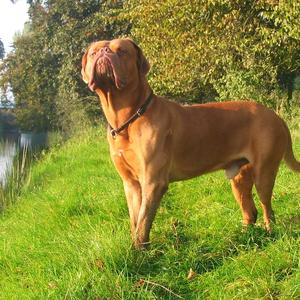 Dogue de Bordeaux