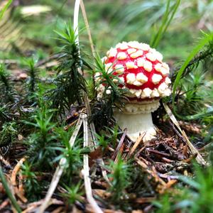 Fly Agaric