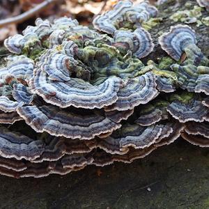 Turkey-tail