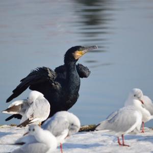 Great Cormorant