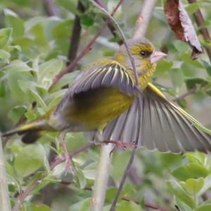 European Greenfinch