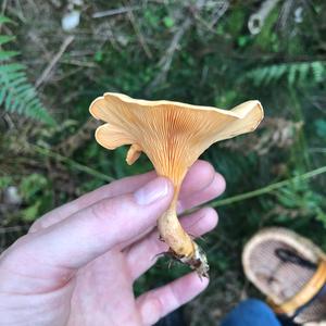 False Chanterelle