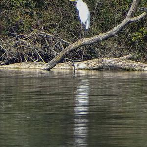 Great Egret