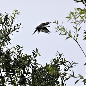 Red-billed Woodcreeper