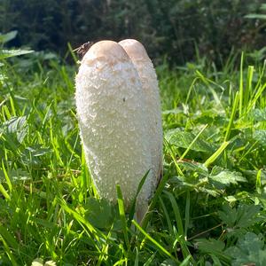 Shaggy Mane