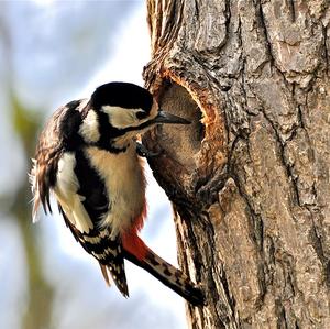 Great Spotted Woodpecker