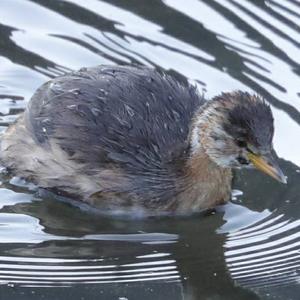 Little Grebe