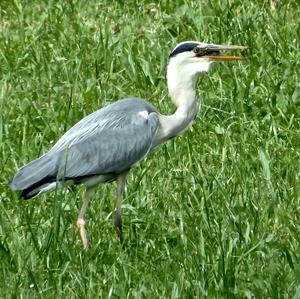 Grey Heron