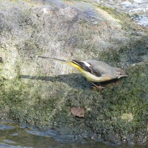 Grey Wagtail