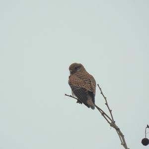 Common Kestrel