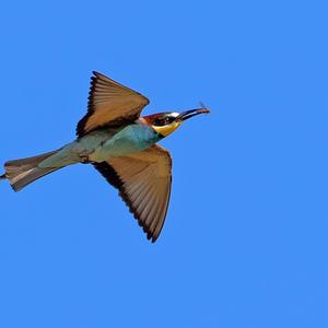 European Bee-eater