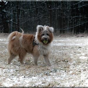 Unknown Breed