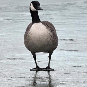 Canada Goose