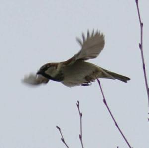 Eurasian Tree Sparrow